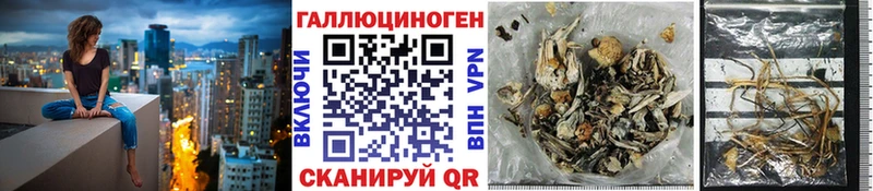 Галлюциногенные грибы Psilocybe Новоаннинский